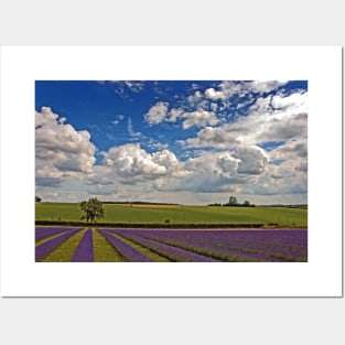 Lavender Field Purple Flowers Cotswolds England Posters and Art